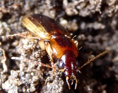 Tanystoma maculicolle