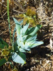 Ferraria variabilis