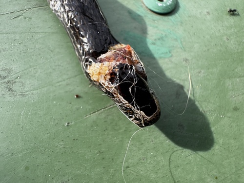 White-crowned Snake sighting