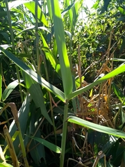 Phragmites karka