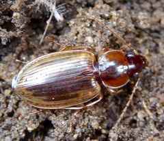 Tanystoma maculicolle