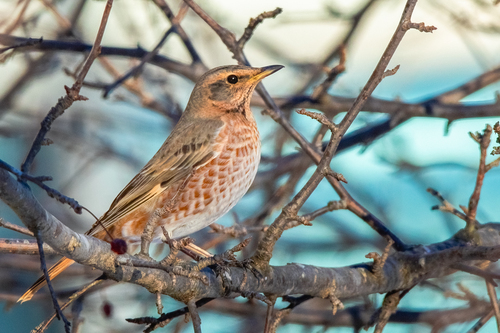 Zorzal de Naumann (Turdus naumanni)