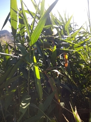 Phragmites karka