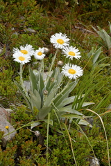 Celmisia semicordata