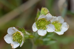Geum cockaynei
