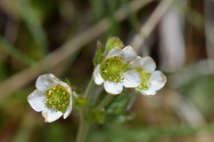Geum cockaynei