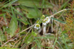Geum cockaynei