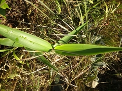 Phragmites karka