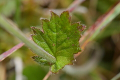 Geum cockaynei