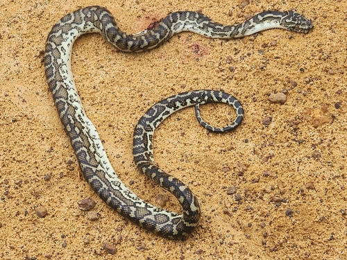 Southwestern Carpet Python sighting