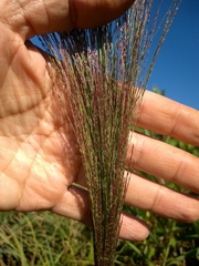 Phragmites karka
