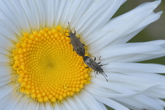 Rhypodes