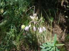 Allium kunthianum
