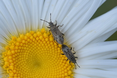 Rhypodes