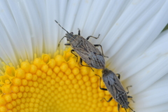 Rhypodes