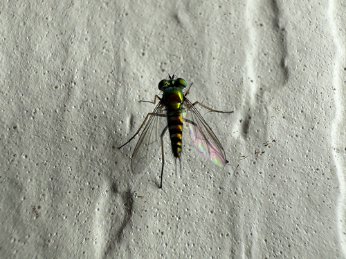 Unknown species found near Bexar County, US-TX, US