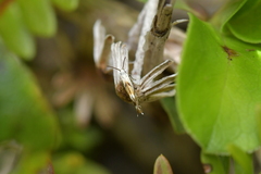 Mnesarchella