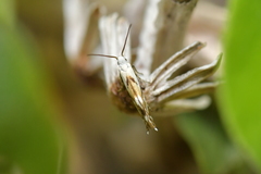 Mnesarchella