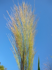 Phragmites karka