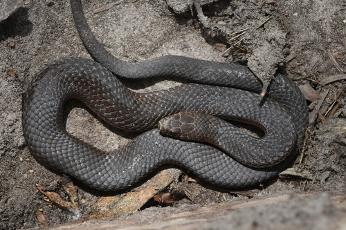 Lowlands Copperhead sighting