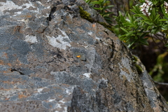 Paranotoreas brephosata