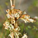 Dracophyllum longifolium - Photo (c) Christopher Stephens,  זכויות יוצרים חלקיות (CC BY-SA), הועלה על ידי Christopher Stephens
