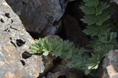Anisotome pilifera