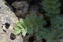 Anisotome pilifera