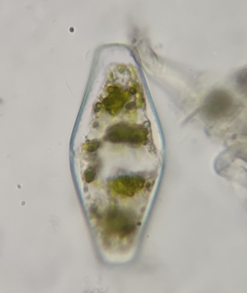 Actinotaenium angulatum
