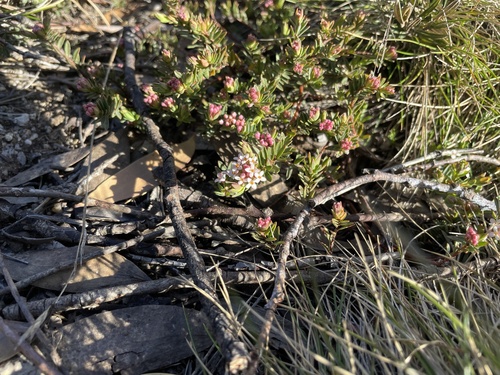alpine rice-flower (Pimelea alpina)
