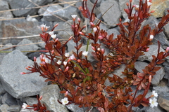 Epilobium glabellum