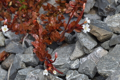 Epilobium glabellum