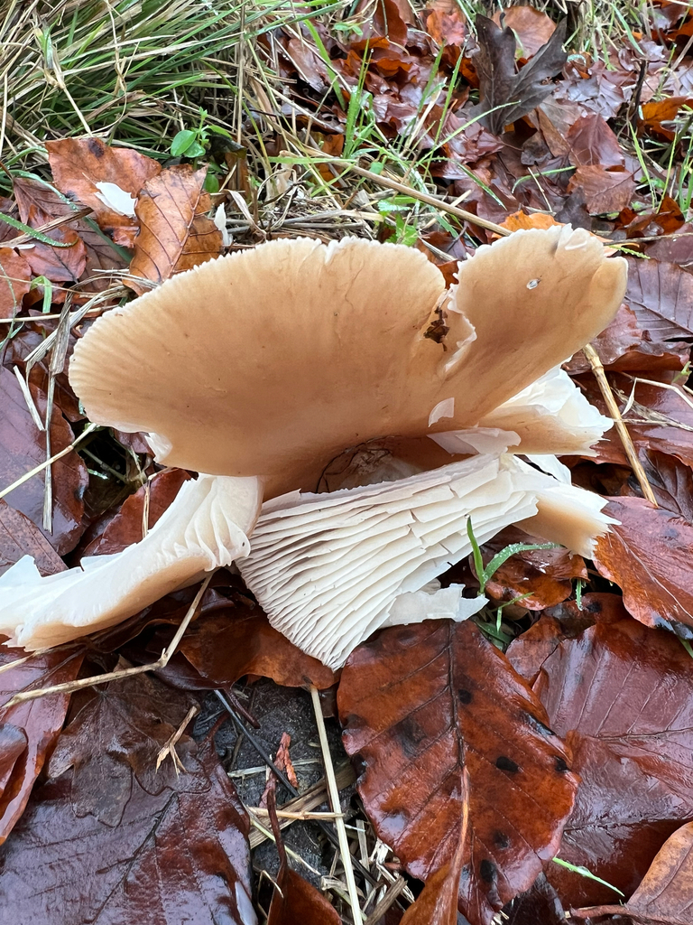 Infundibulicybe geotropa · November 2025 · photo: © hugorainey (iNaturalist, cc-by)