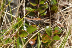 Phaulacridium marginale