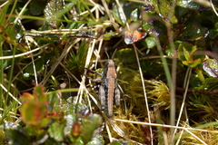 Phaulacridium marginale