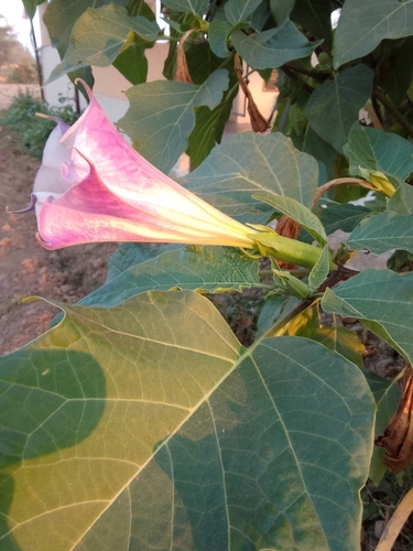 metel devil's trumpet