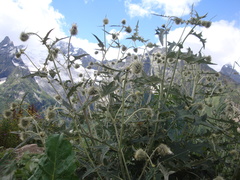 Cirsium chlorocomos