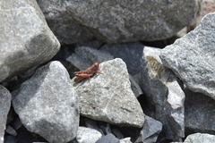 Phaulacridium marginale