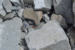 Phaulacridium marginale