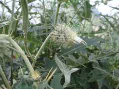 Cirsium chlorocomos