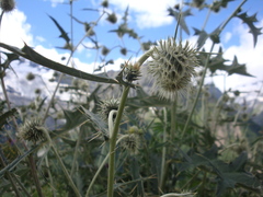 Cirsium chlorocomos