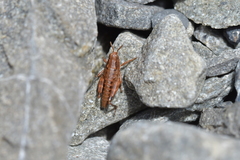 Phaulacridium marginale