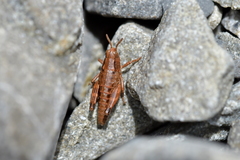 Phaulacridium marginale