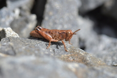 Phaulacridium marginale