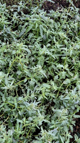 Tatrian Saltbush (Atriplex tatarica)