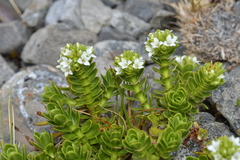Veronica macrocalyx macrocalyx