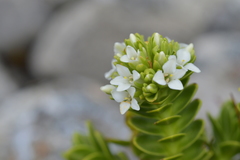 Veronica macrocalyx macrocalyx
