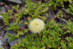 Leptinella pyrethrifolia