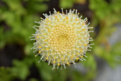 Leptinella pyrethrifolia