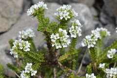 Veronica hookeri